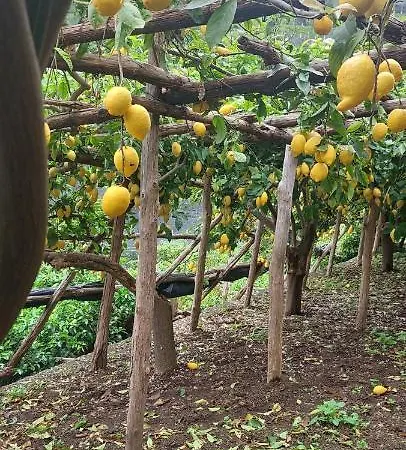 La Valle Delle Ferriere 4* أمالفي