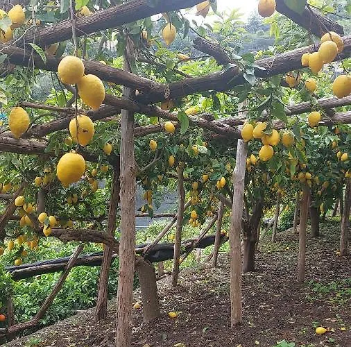 La Valle Delle Ferriere לינה וארוחת בוקר אמאלפי
