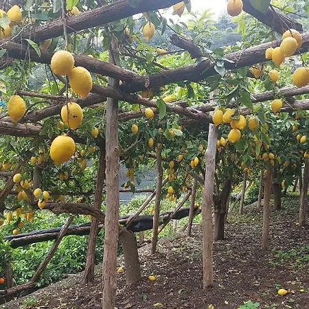 ラ ヴァッレ デッレ フェッリエーレ ベッド・アンド・ブレックファスト アマルフィ